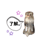 はる坊ちゃんとfamilyスタンプ（個別スタンプ：7）