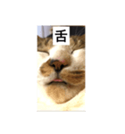 どアップすたんぷ（個別スタンプ：1）