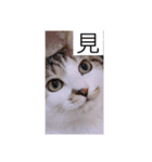 どアップすたんぷ（個別スタンプ：2）