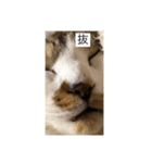 どアップすたんぷ（個別スタンプ：4）