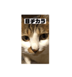 どアップすたんぷ（個別スタンプ：8）