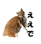 たわしときい1（個別スタンプ：3）