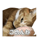 たわしときい1（個別スタンプ：6）