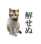 たわしときい1（個別スタンプ：7）