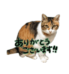 たわしときい1（個別スタンプ：8）