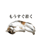 たわしときい1（個別スタンプ：11）