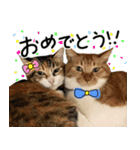 たわしときい1（個別スタンプ：12）