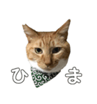 たわしときい1（個別スタンプ：13）
