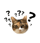 たわしときい1（個別スタンプ：16）