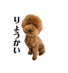 トイプードル「まき青年」（個別スタンプ：3）