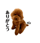トイプードル「まき青年」（個別スタンプ：4）