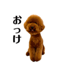 トイプードル「まき青年」（個別スタンプ：5）