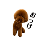 トイプードル「まき青年」（個別スタンプ：6）