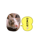 マイすたんぷ◡̈⋆*（個別スタンプ：5）