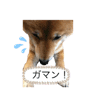 豆柴ココ☆（個別スタンプ：2）