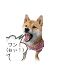 豆柴ココ☆（個別スタンプ：5）