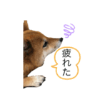 豆柴ココ☆（個別スタンプ：6）