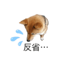 豆柴ココ☆（個別スタンプ：13）