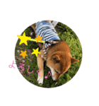 豆柴ココ☆（個別スタンプ：15）