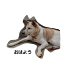 家の犬ポンタ のスタンプ（個別スタンプ：1）