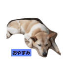 家の犬ポンタ のスタンプ（個別スタンプ：2）