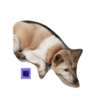 家の犬ポンタ のスタンプ（個別スタンプ：3）