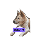 家の犬ポンタ のスタンプ（個別スタンプ：6）