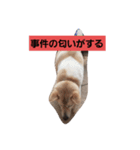 家の犬ポンタ のスタンプ（個別スタンプ：7）