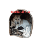 家の犬ポンタ のスタンプ（個別スタンプ：8）