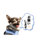 らぶさんまろさんスタンプ（個別スタンプ：2）