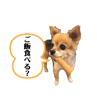 らぶさんまろさんスタンプ（個別スタンプ：3）