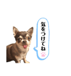 らぶさんまろさんスタンプ（個別スタンプ：20）