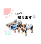 らぶさんまろさんスタンプ（個別スタンプ：21）