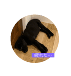 黒ラブ❤︎パピー ごま（個別スタンプ：3）