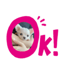 可愛いチワワメス（個別スタンプ：5）
