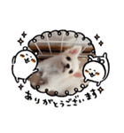 可愛いチワワメス（個別スタンプ：10）