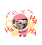 可愛いチワワメス（個別スタンプ：14）