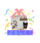 可愛いチワワメス（個別スタンプ：16）