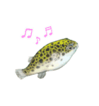 ゆかいなミドリフグ（個別スタンプ：2）
