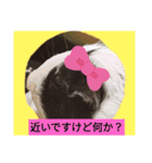 モルモットと犬の日常（個別スタンプ：1）