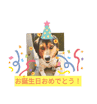 モルモットと犬の日常（個別スタンプ：4）