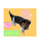 モルモットと犬の日常（個別スタンプ：5）