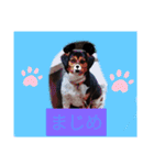 モルモットと犬の日常（個別スタンプ：6）