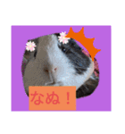 モルモットと犬の日常（個別スタンプ：7）