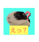 モルモットと犬の日常（個別スタンプ：9）