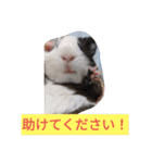 モルモットと犬の日常（個別スタンプ：10）