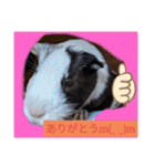 モルモットと犬の日常（個別スタンプ：11）