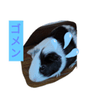 モルモットと犬の日常（個別スタンプ：12）