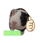 モルモットと犬の日常（個別スタンプ：13）