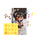モルモットと犬の日常（個別スタンプ：14）